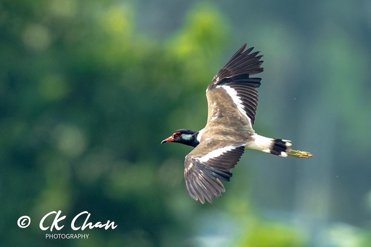 Red-wattled Lapwing - ML620315717