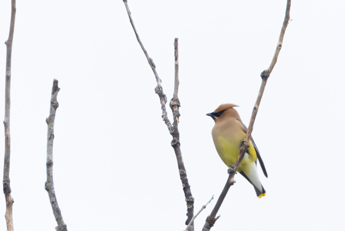 Cedar Waxwing - ML620315718