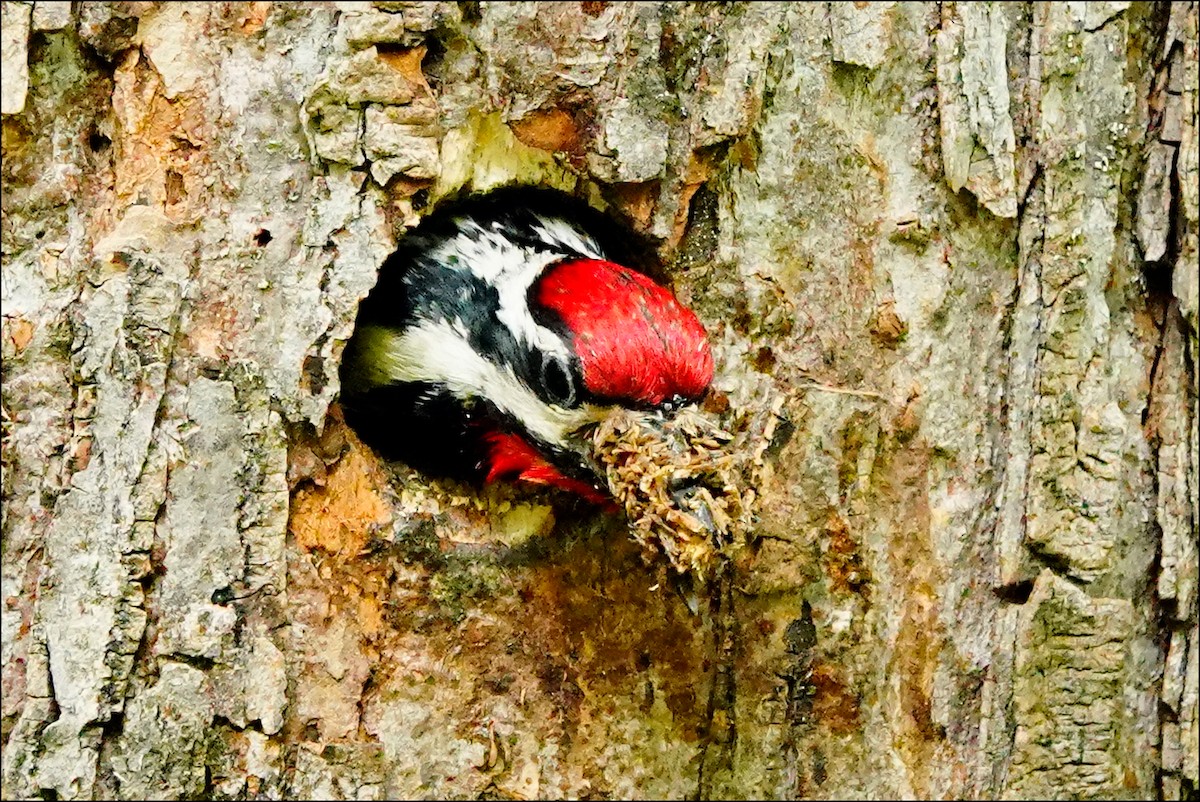 Yellow-bellied Sapsucker - ML620315719