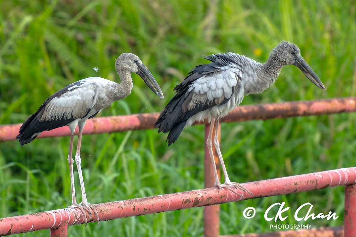 Asian Openbill - ML620315721