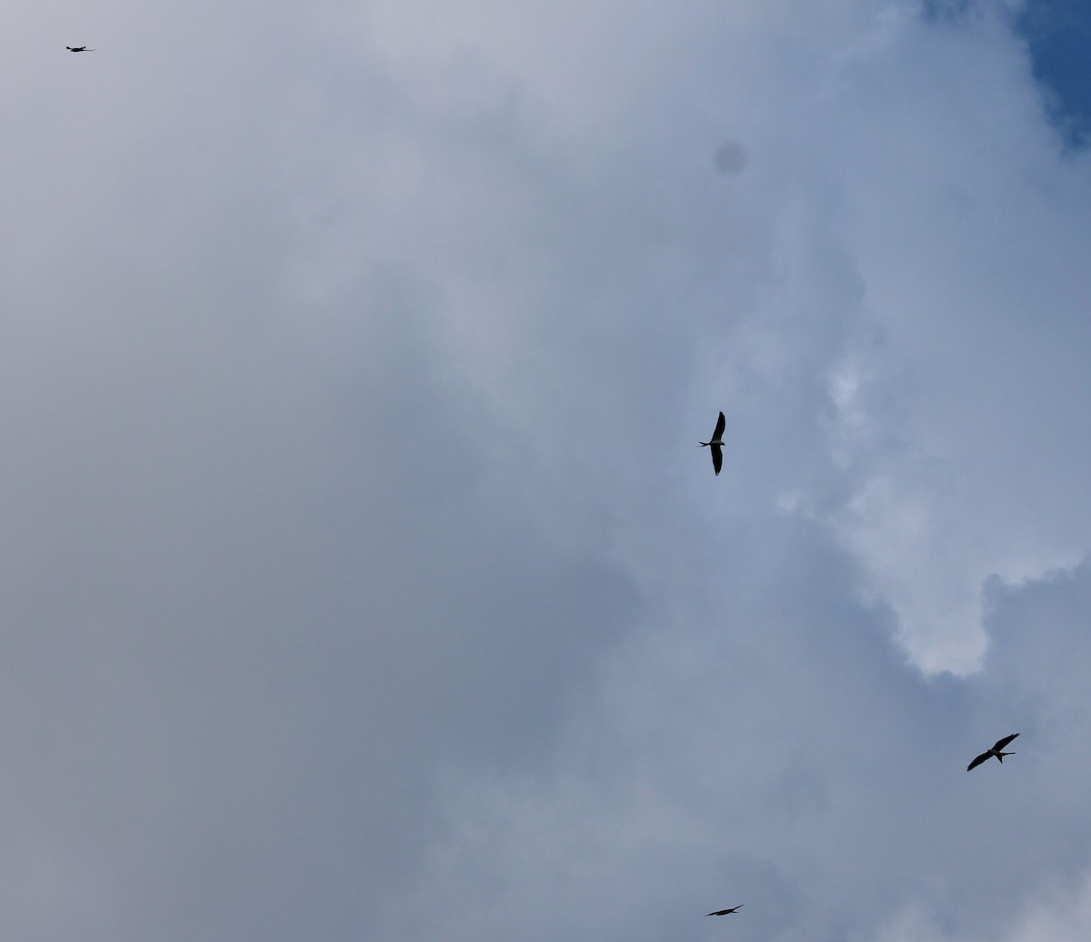 Swallow-tailed Kite - ML620315723