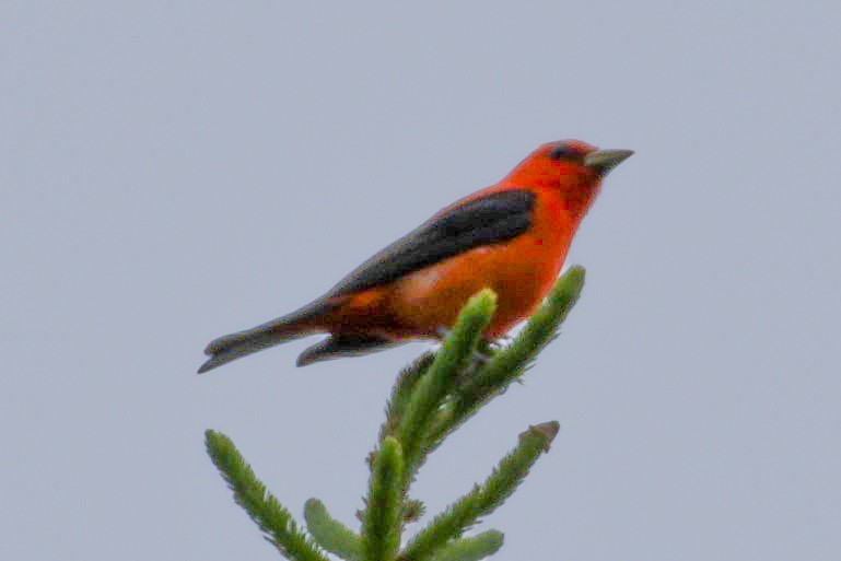 Scarlet Tanager - ML620315729