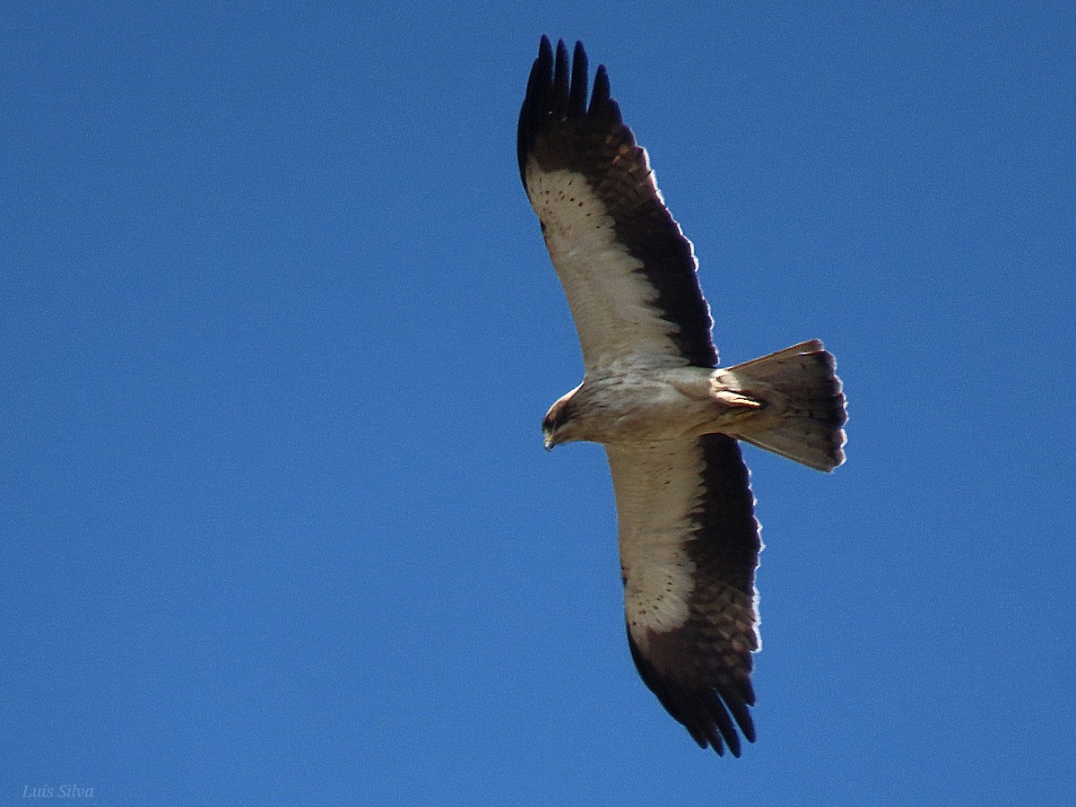 Águila Calzada - ML620315736