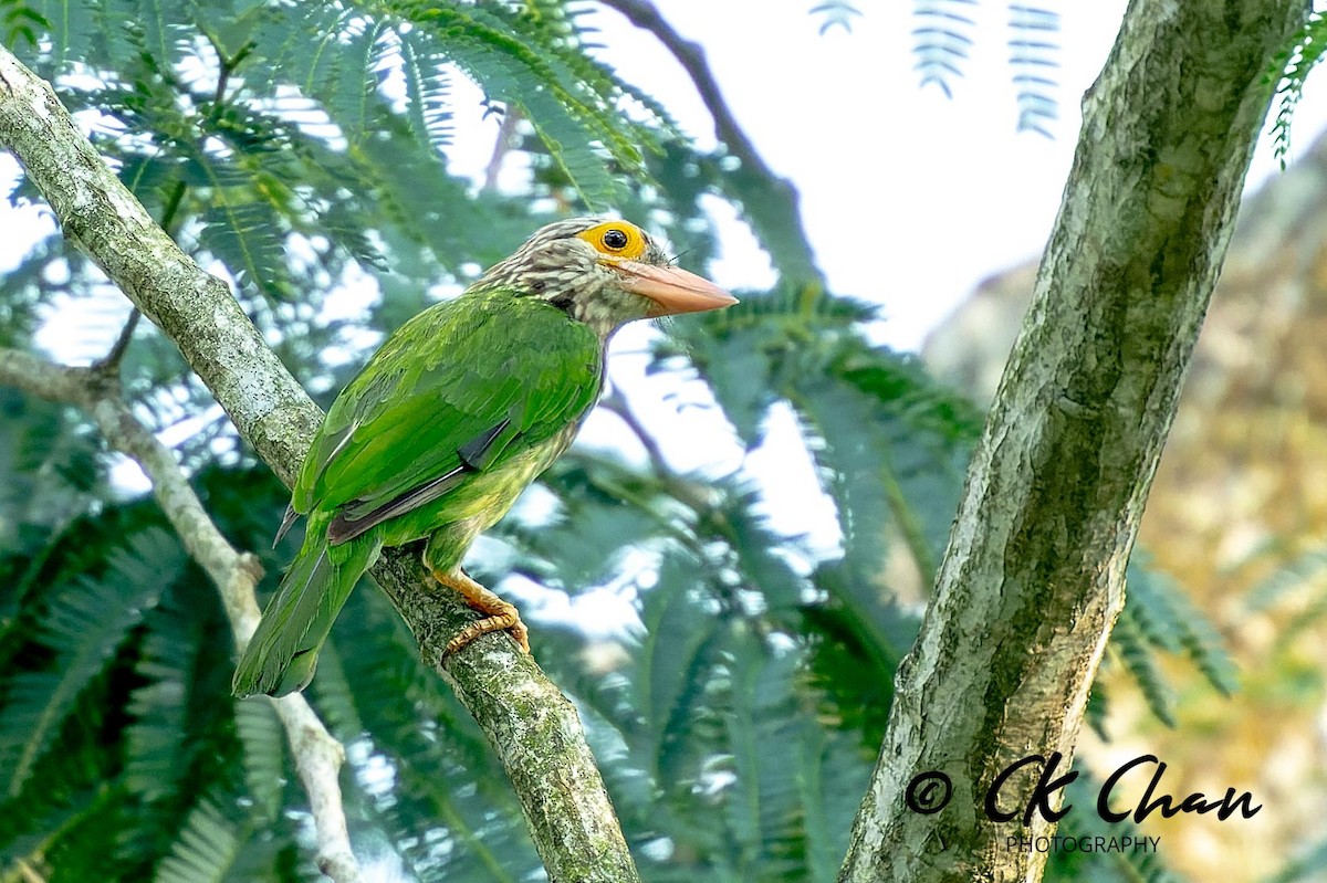 Lineated Barbet - ML620315737