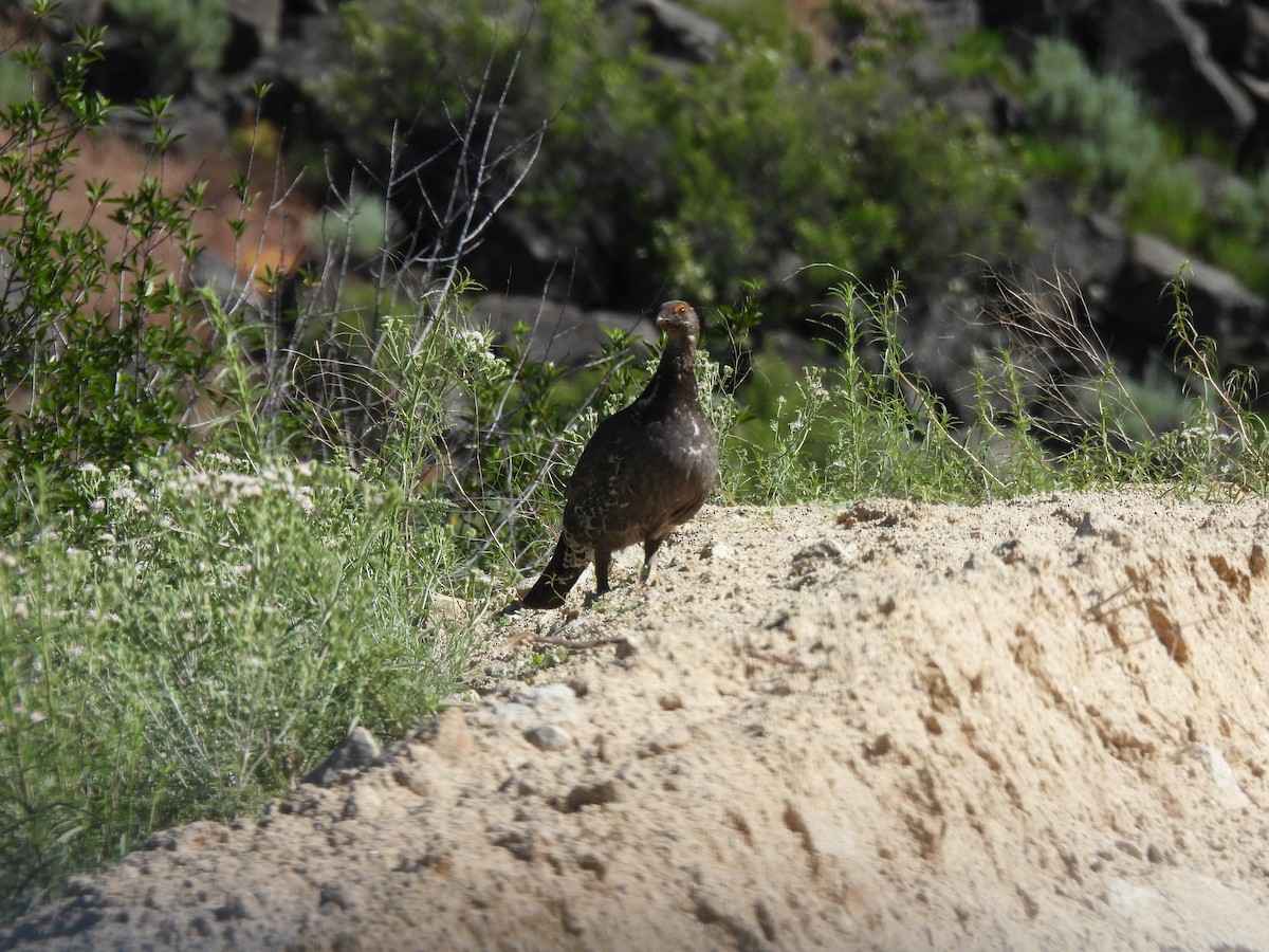 Dusky Grouse - ML620315738