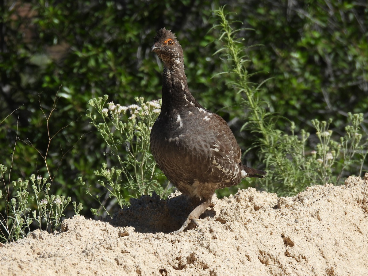 Dusky Grouse - ML620315742