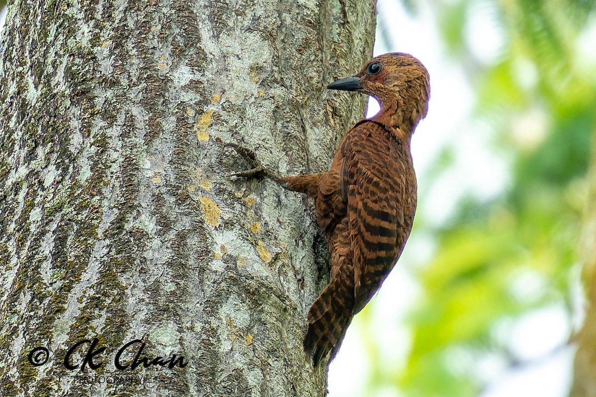 Rufous Woodpecker - ML620315744