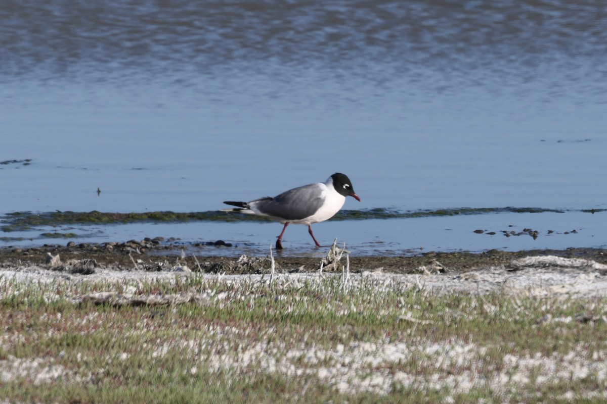 Franklin's Gull - ML620315745