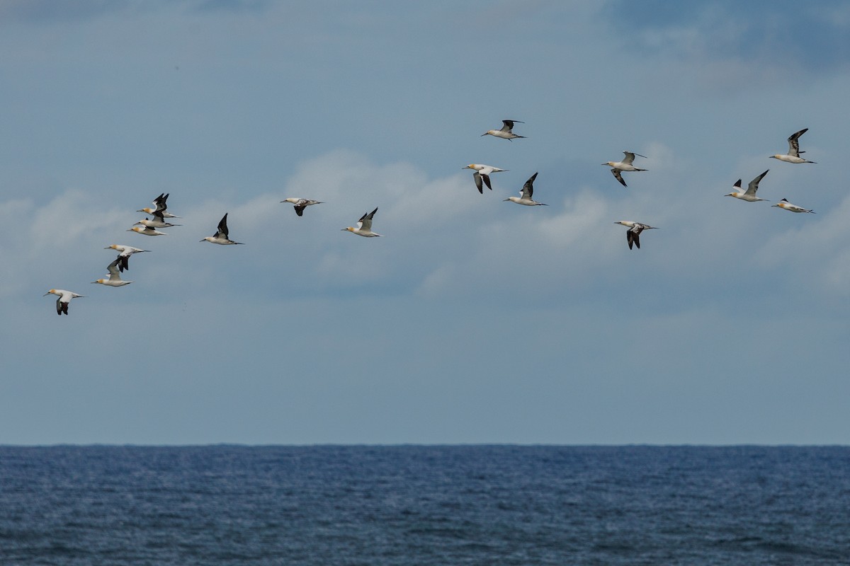 Northern Gannet - ML620315749