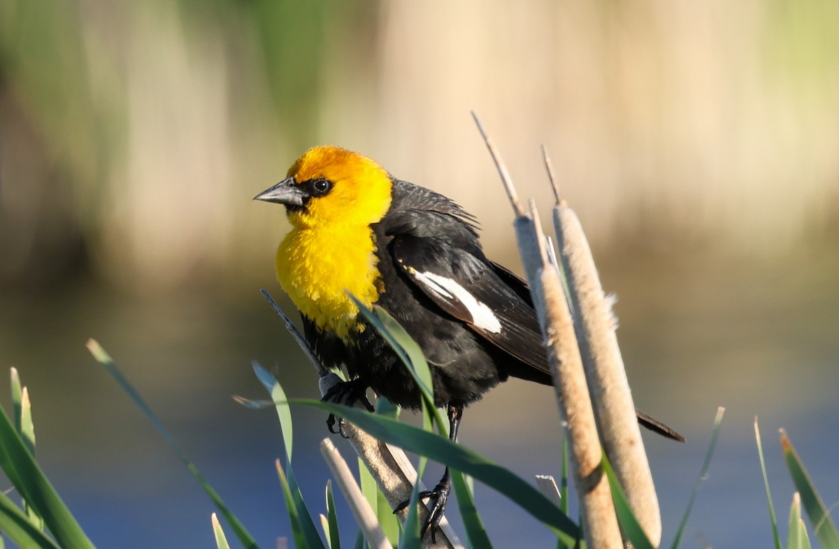 Yellow-headed Blackbird - ML620315750