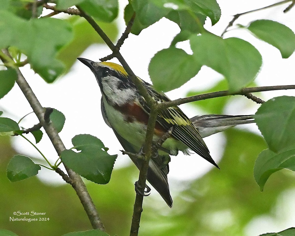 Chestnut-sided Warbler - ML620315763