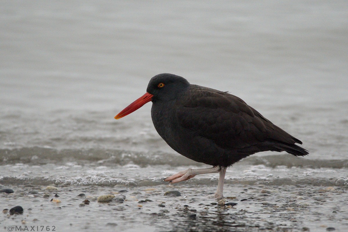 Blackish Oystercatcher - ML620315764