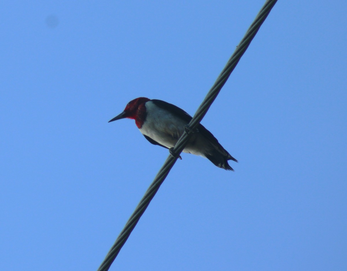 Red-headed Woodpecker - ML620315765