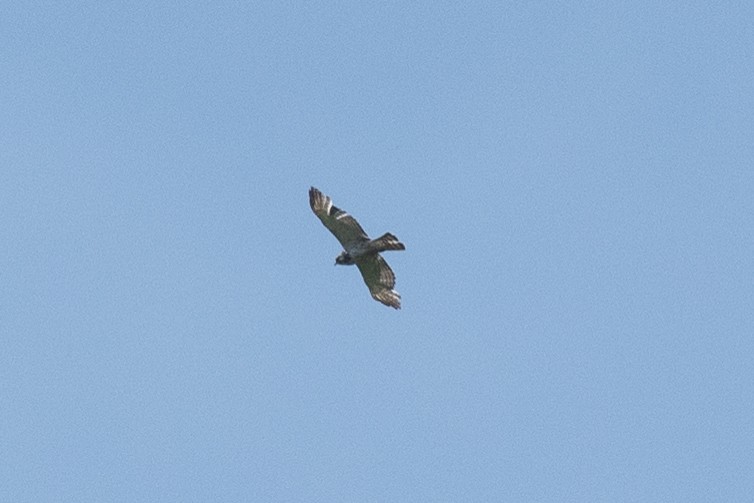 Red-shouldered Hawk - ML620315768