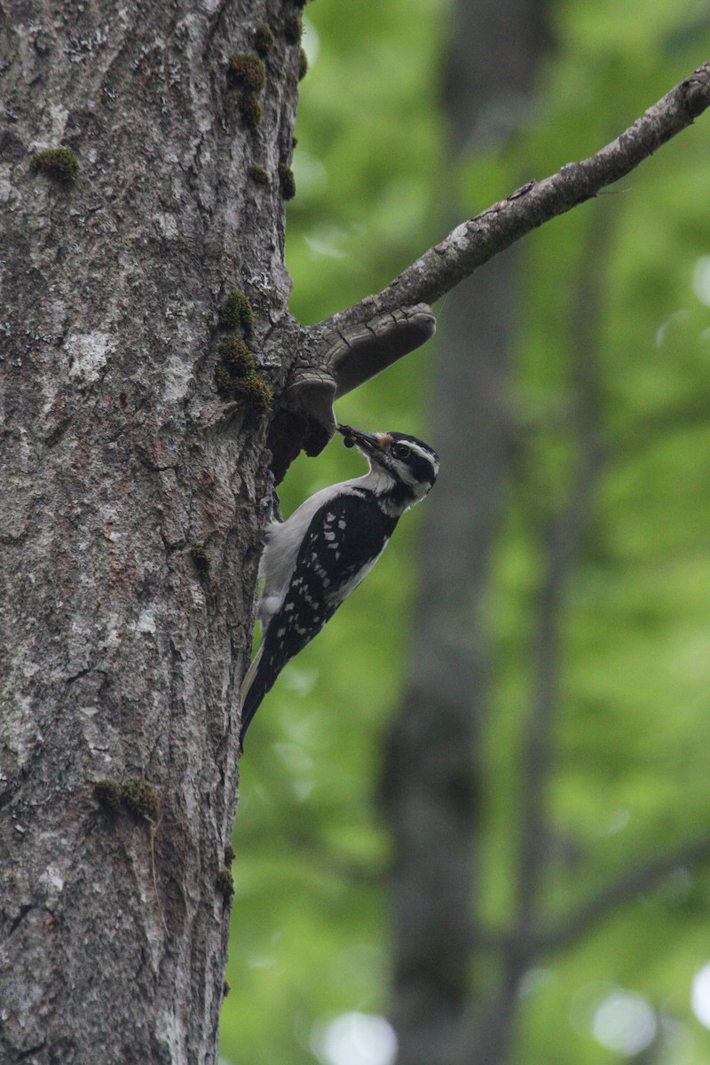 Hairy Woodpecker (Eastern) - ML620315769