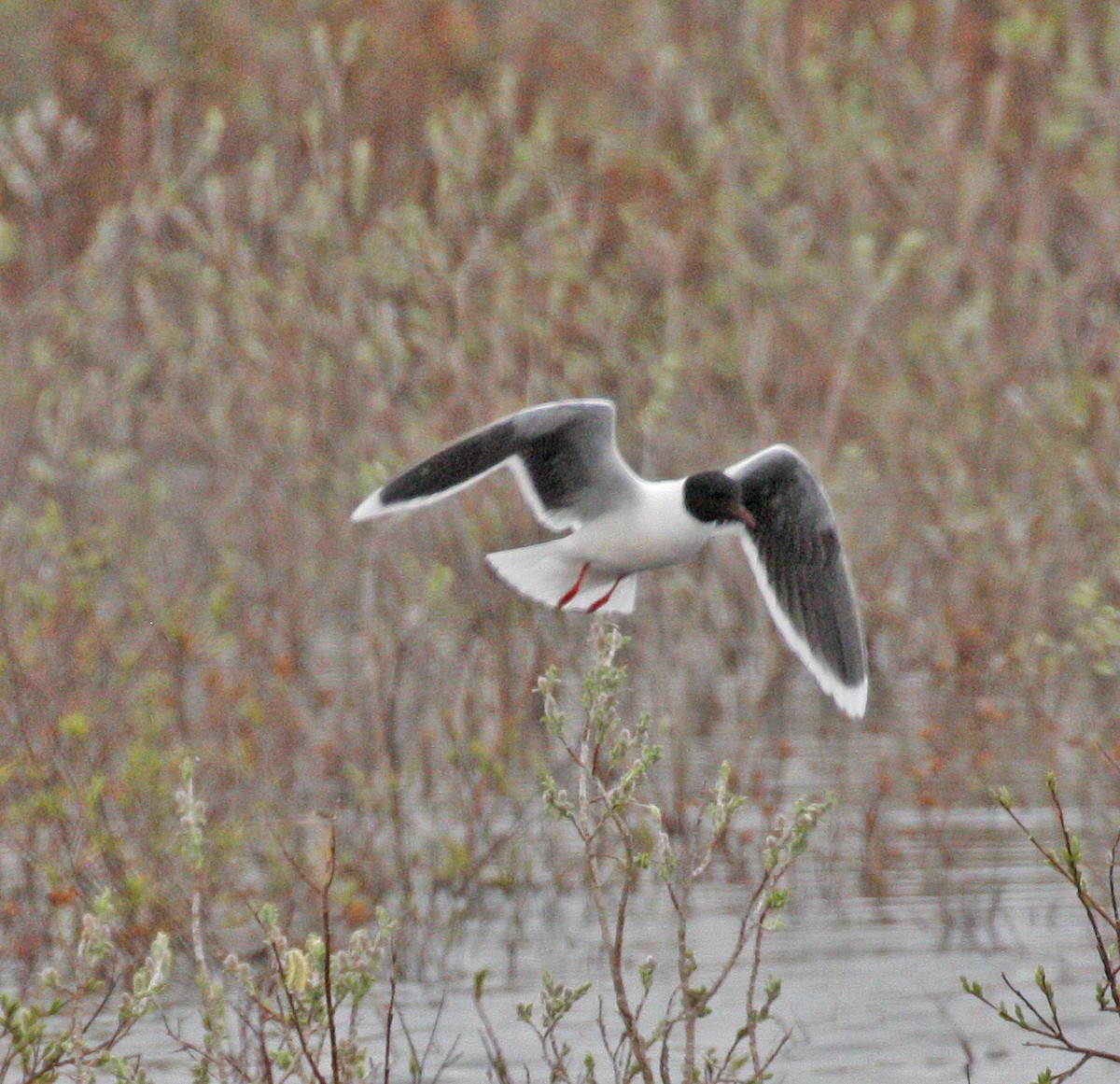 Little Gull - ML620315771