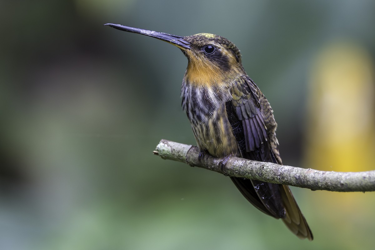 Saw-billed Hermit - ML620315774