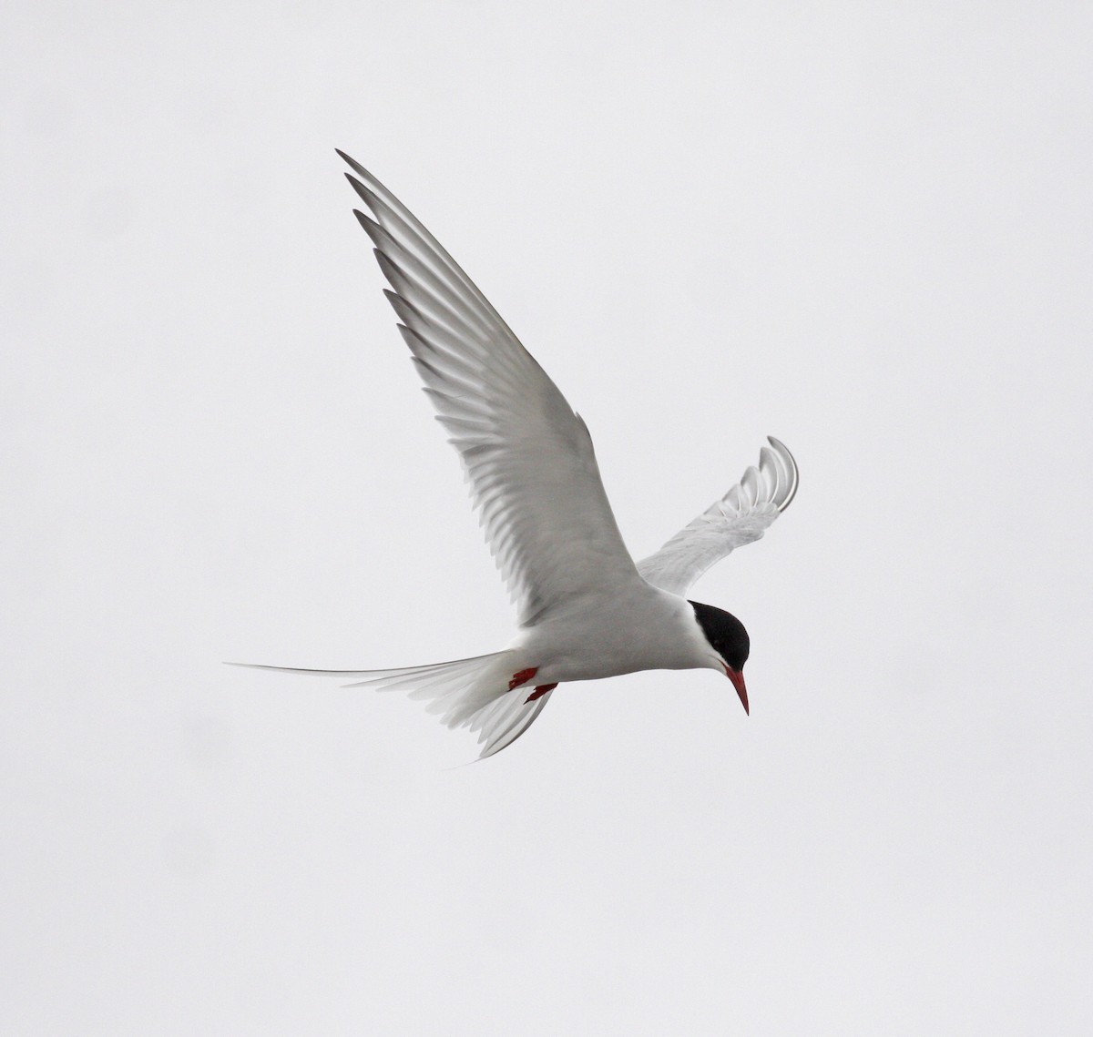 Arctic Tern - ML620315785