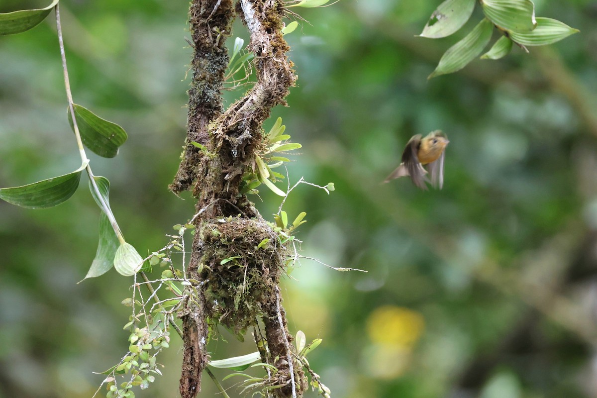 Tufted Flycatcher - Laura Adams