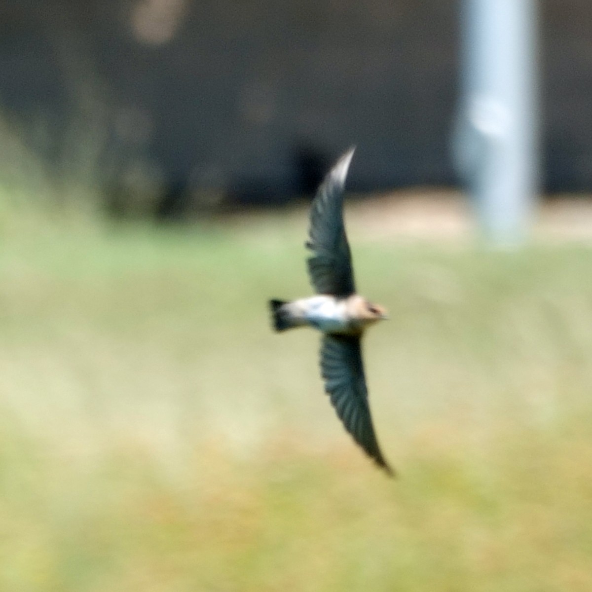 Golondrina Pueblera (pallida) - ML620315796