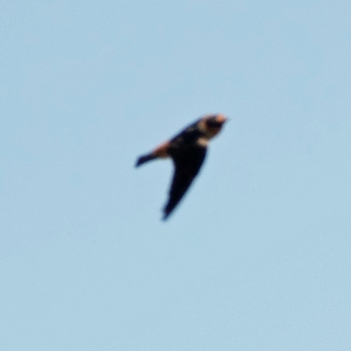 Cave Swallow (Texas) - ML620315797