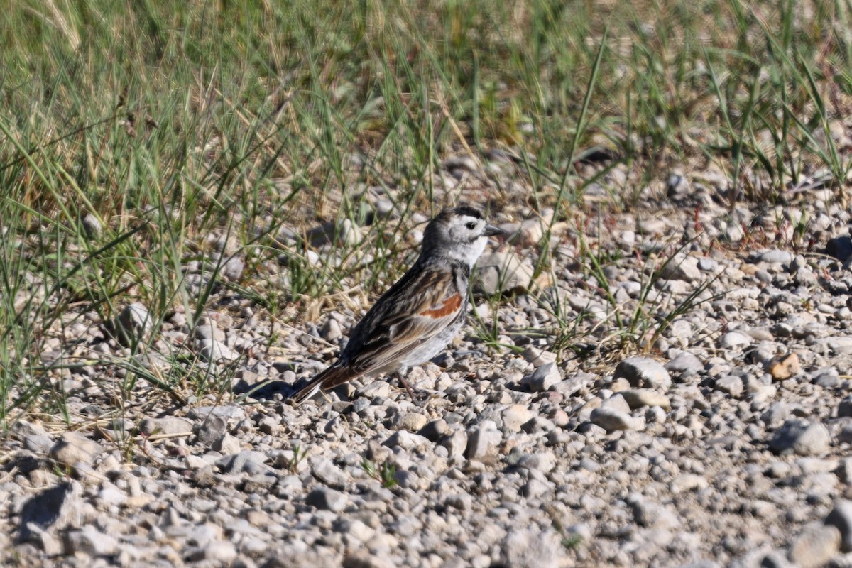 Thick-billed Longspur - ML620315808