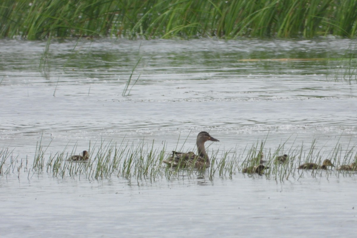 Mallard - ML620315809