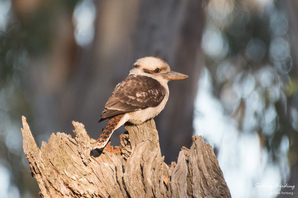 Laughing Kookaburra - ML620315815