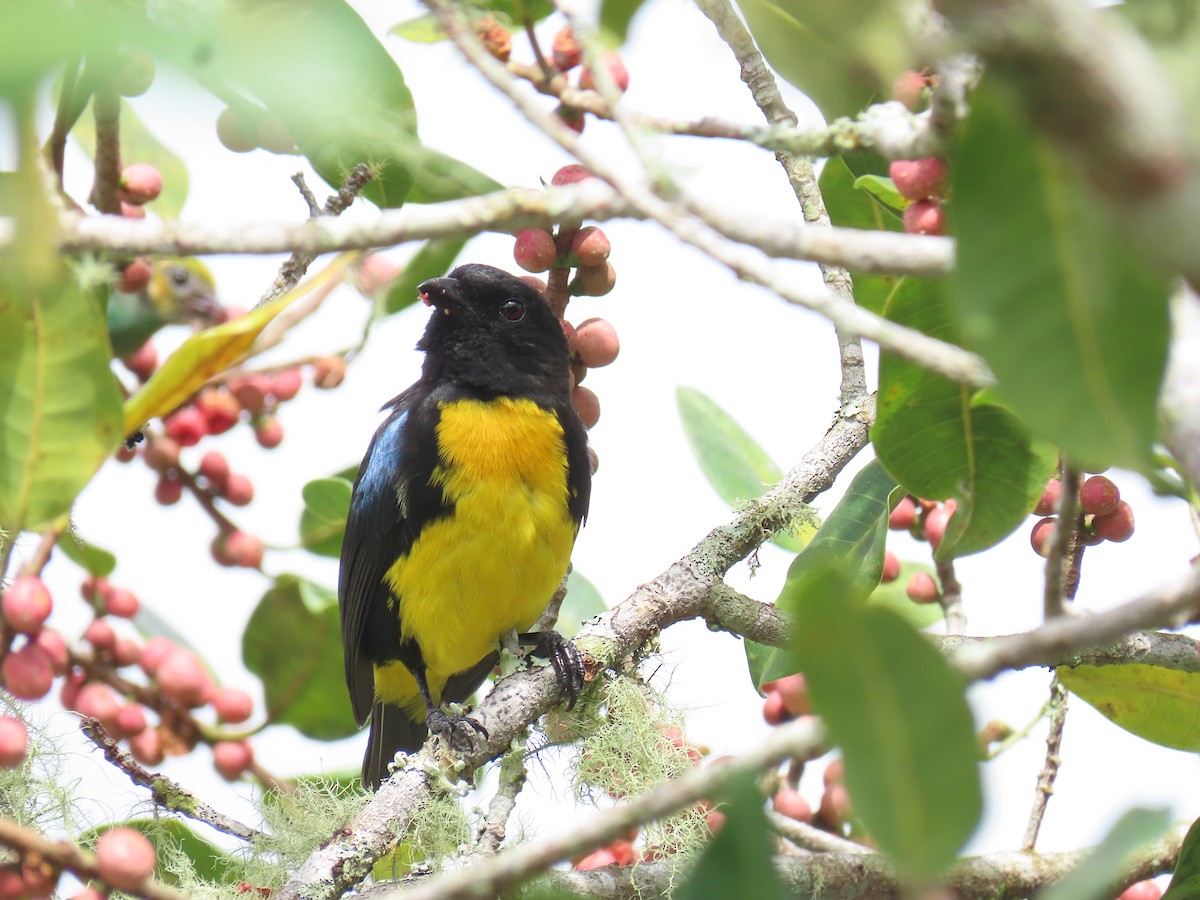 Black-and-gold Tanager - ML620315818