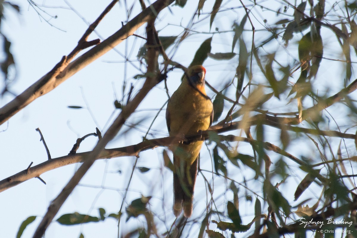 rødrosella (flaveolus) (gulrosella) - ML620315821