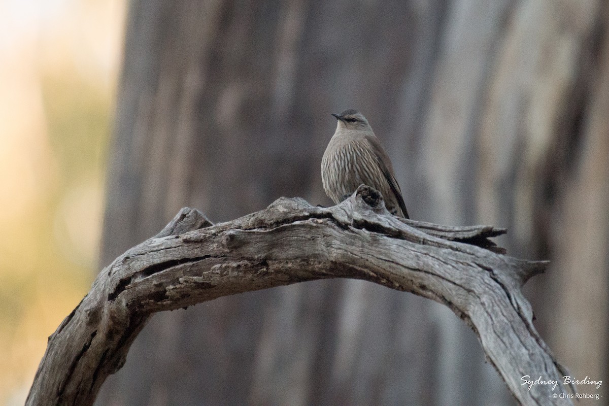 Brown Treecreeper - ML620315824