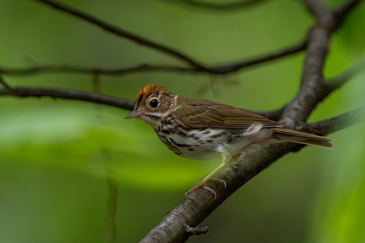 Ovenbird - ML620315826