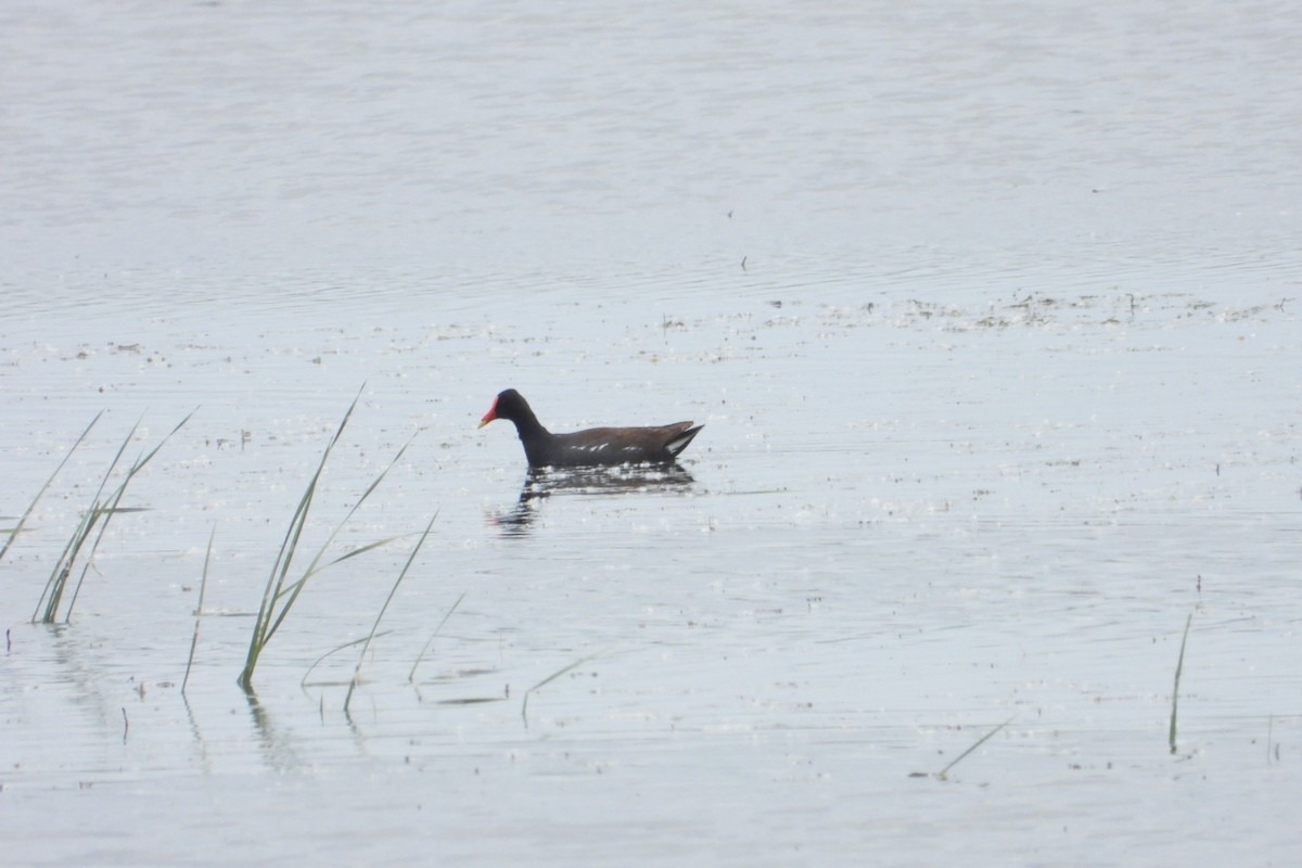 Common Gallinule - Marc antoine Lafrance