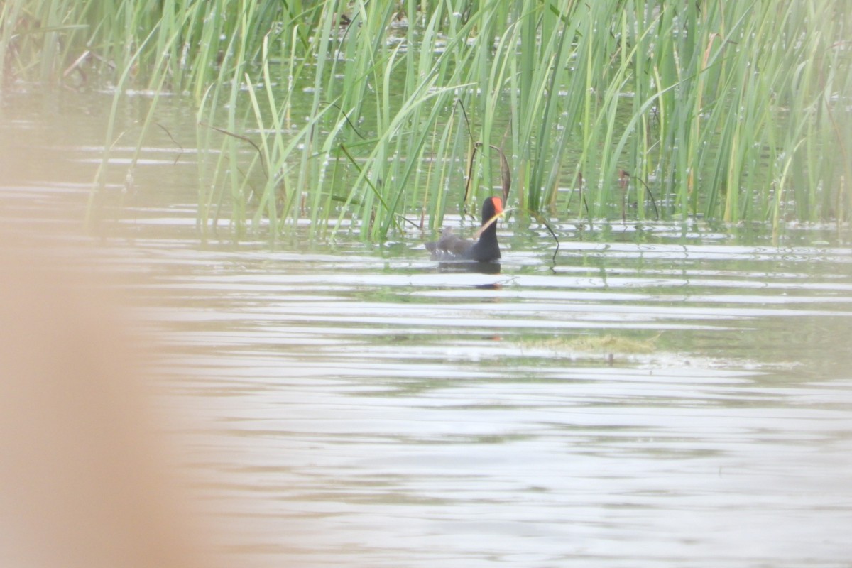 Common Gallinule - ML620315828