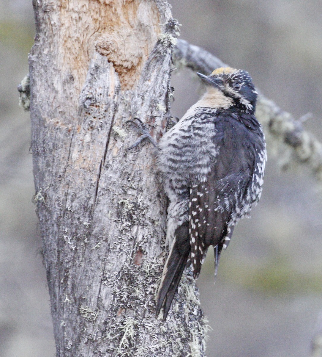 American Three-toed Woodpecker - ML620315829