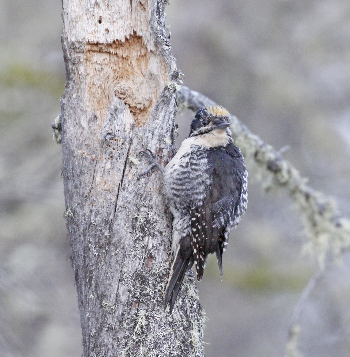 American Three-toed Woodpecker - ML620315830