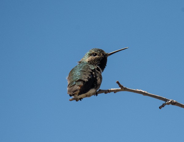 Broad-tailed Hummingbird - ML620315833