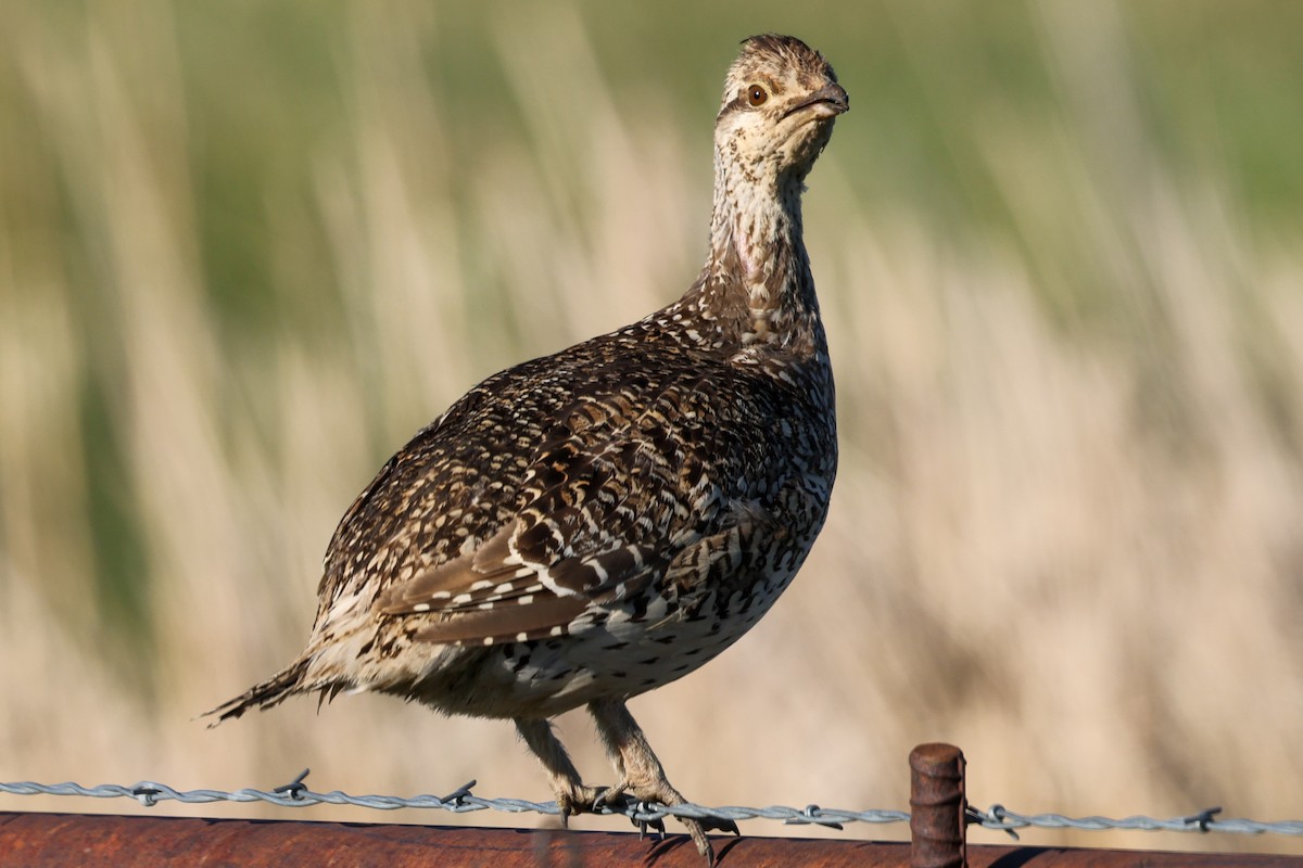 Sharp-tailed Grouse - ML620315834