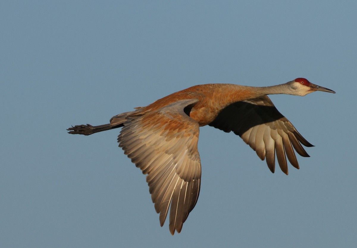 Sandhill Crane - ML620315835