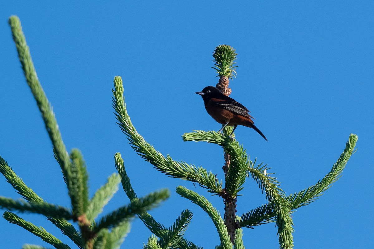 Orchard Oriole - ML620315838