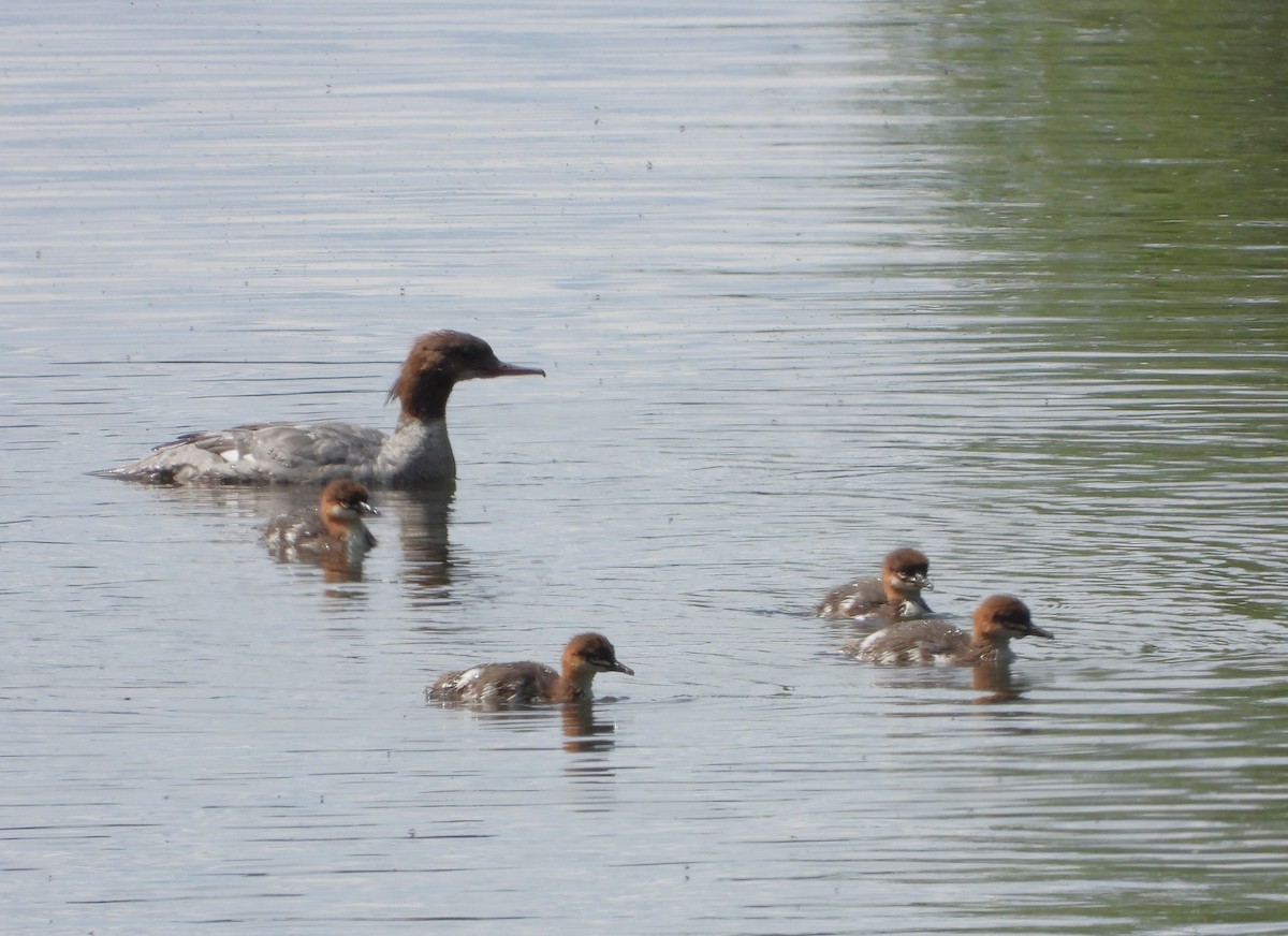 Common Merganser - ML620315840