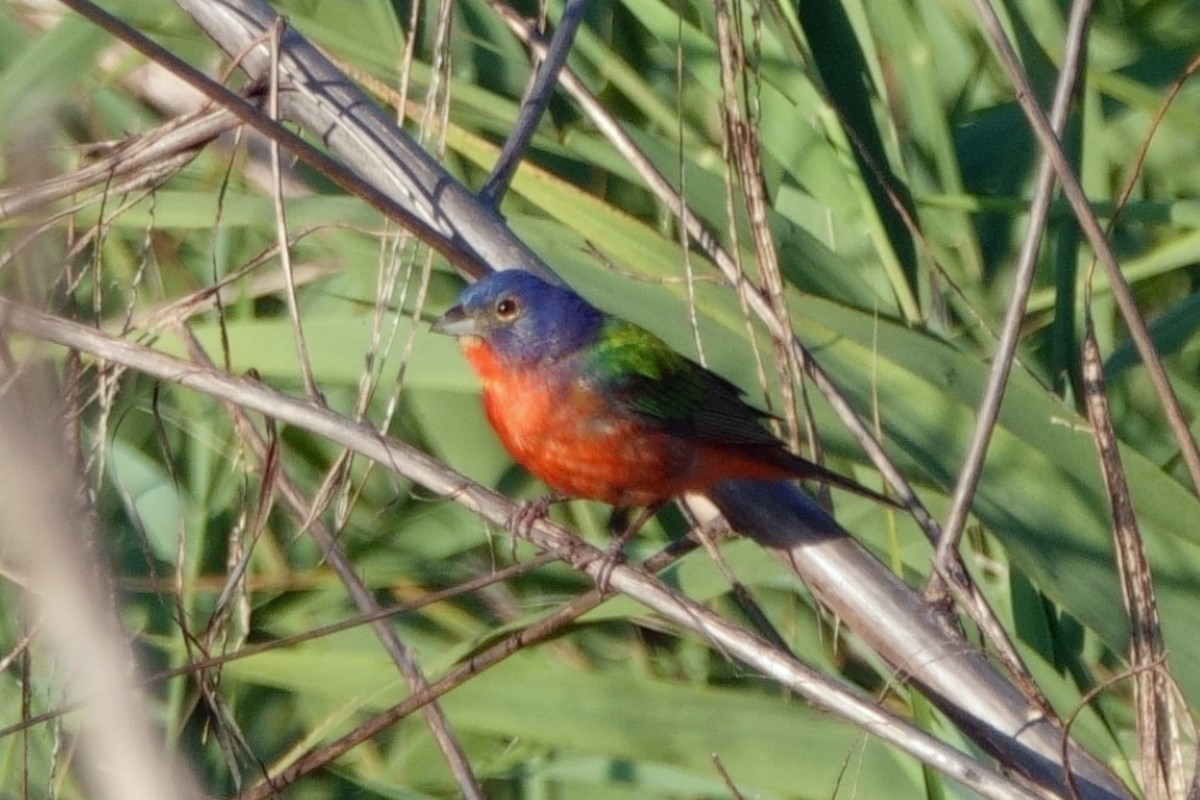 Painted Bunting - ML620315846