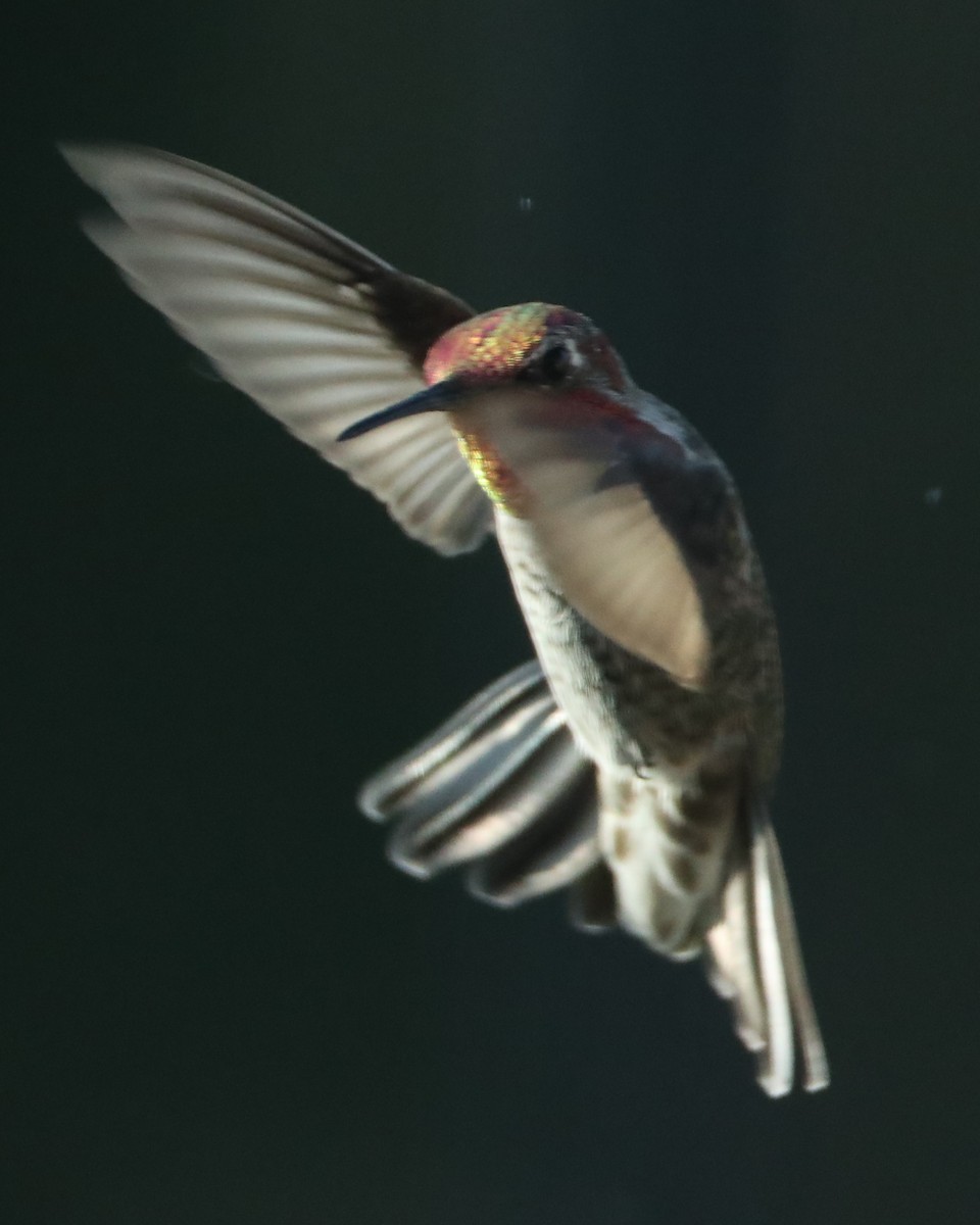 Anna's Hummingbird - ML620315848