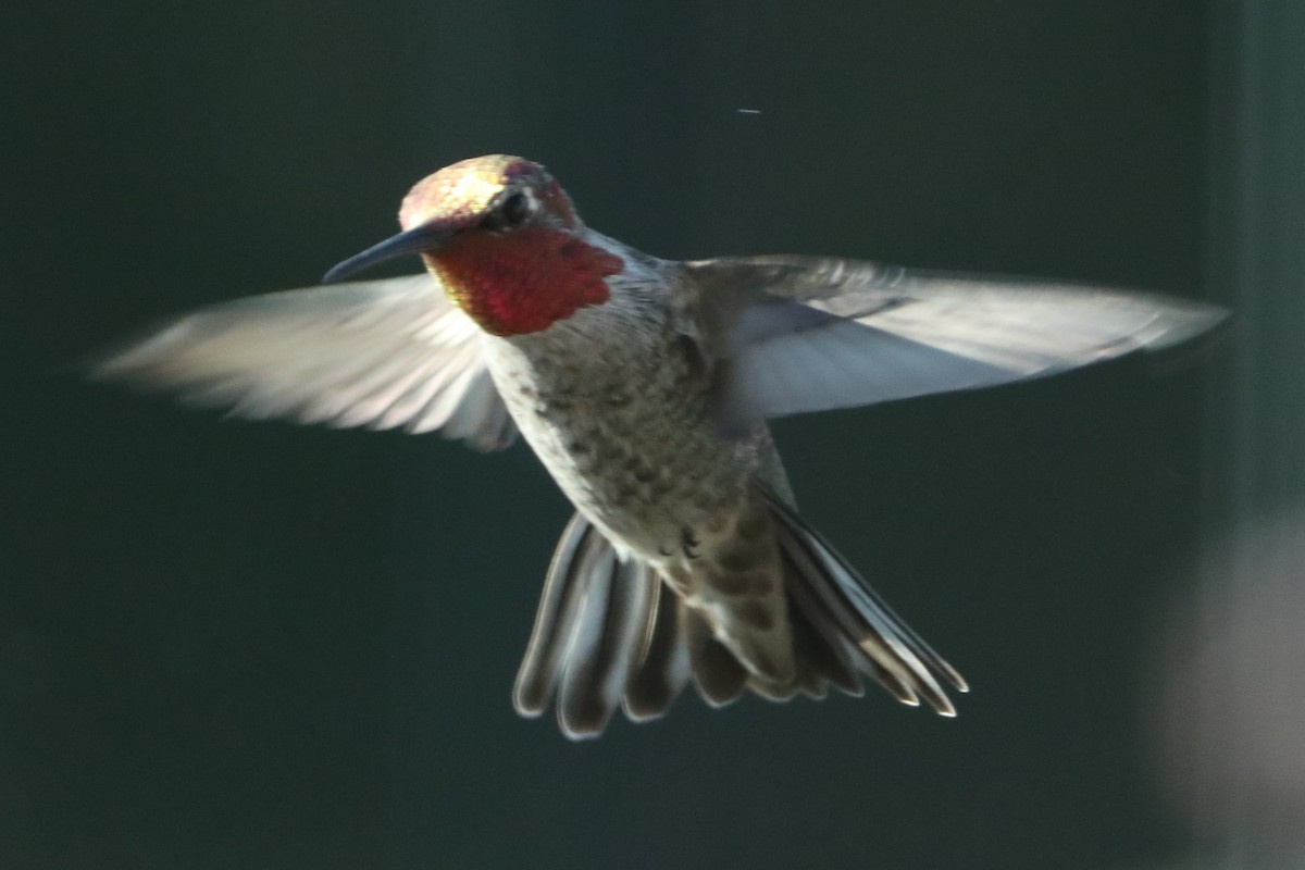 Anna's Hummingbird - ML620315850