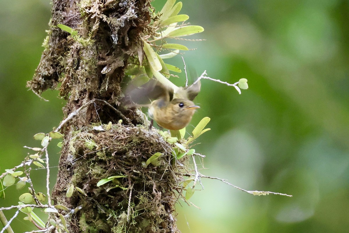 Tufted Flycatcher - ML620315851