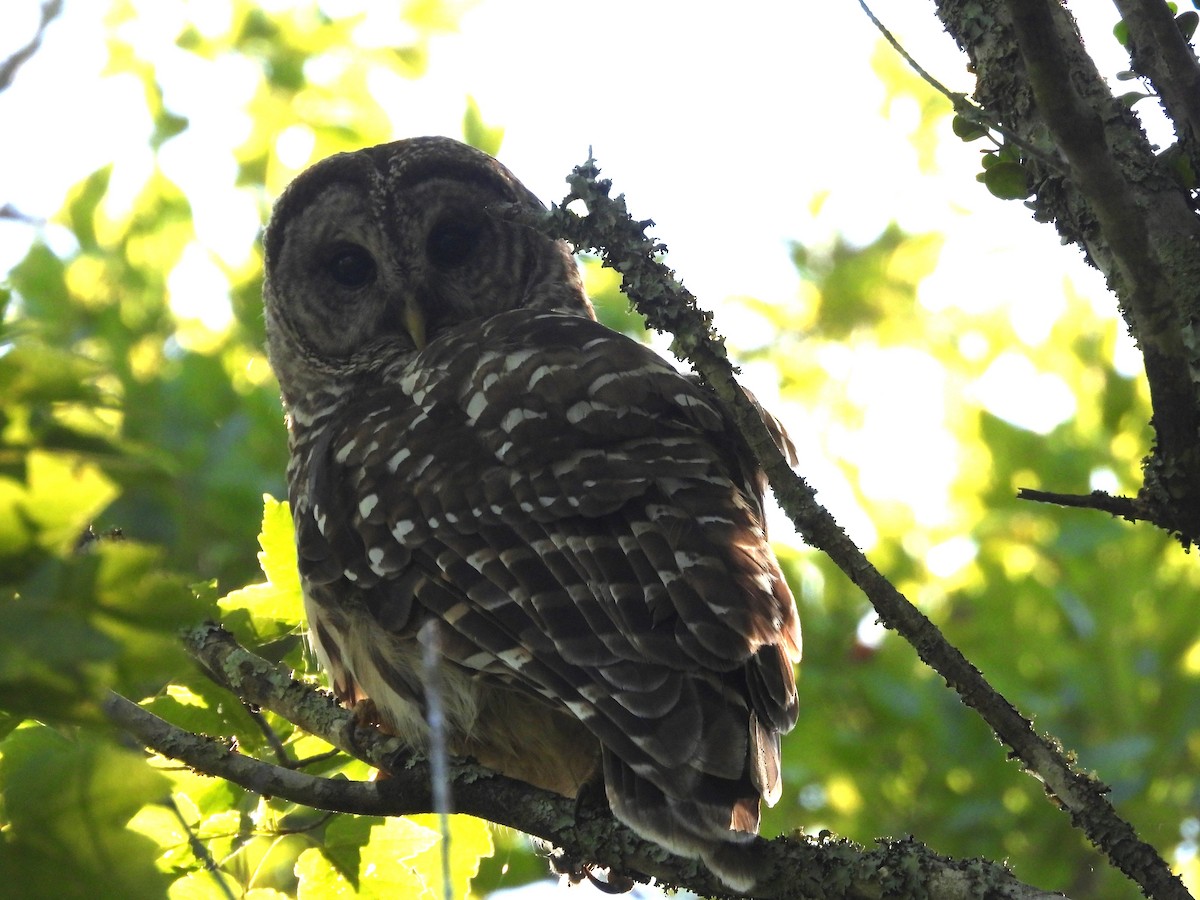 Barred Owl - ML620315852