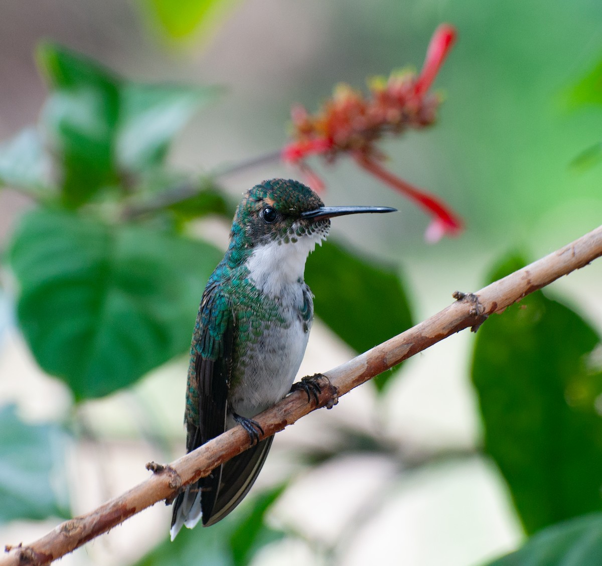 White-throated Hummingbird - ML620315853