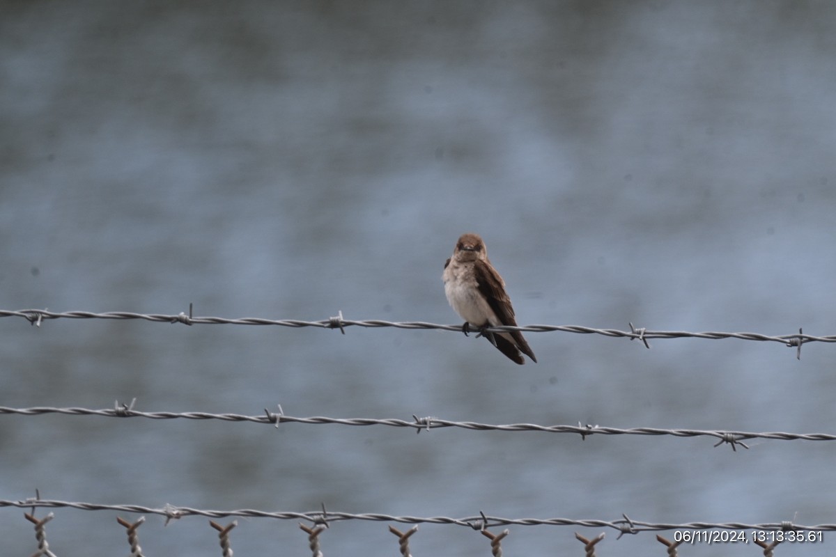 Northern Rough-winged Swallow - ML620315859