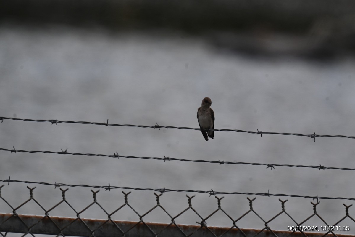 Northern Rough-winged Swallow - ML620315860