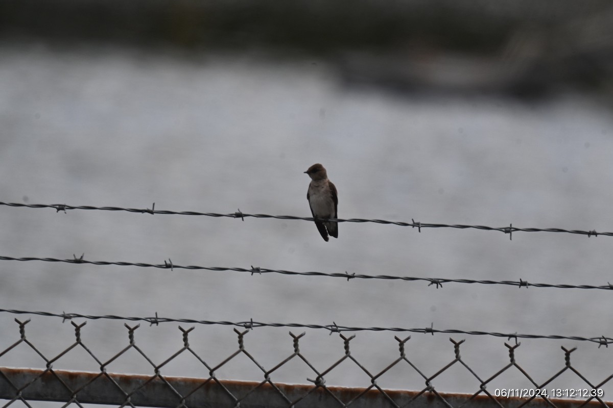 Northern Rough-winged Swallow - ML620315861